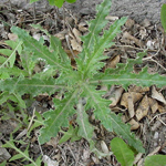 Canada Thistle