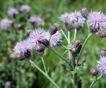 Canada Thistle