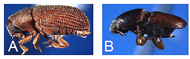 Bark Beetles