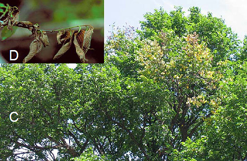 Dutch Elm Disease