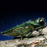 Emerald Ash Borer