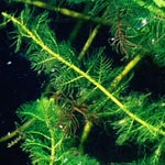 Eurasian Watermilfoil