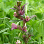 Red Bartsia