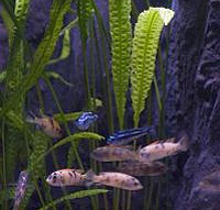 Aquarium plants