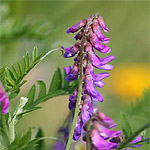 Bird Vetch