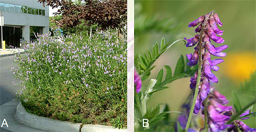 Bird Vetch
