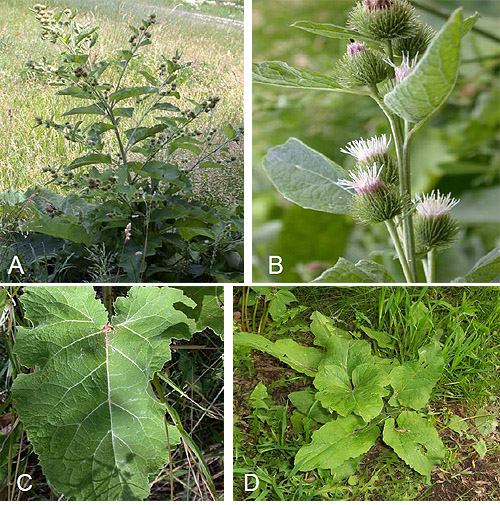 Burdock