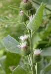 Common Burdock