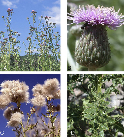 Canada Thistle