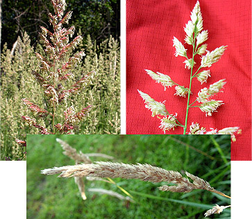 Reed Canary Grass