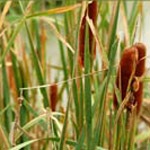 Hybrid & Narrow-leaved Cattail