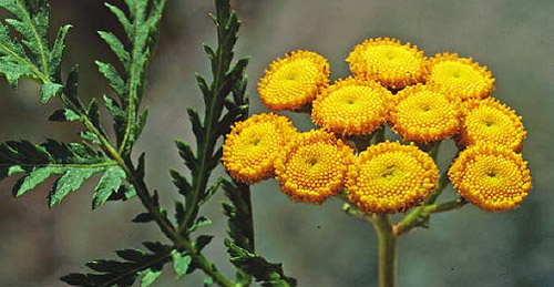 Common Tansy