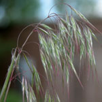 Downy Brome