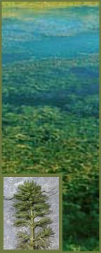 Eurasian Watermilfoil