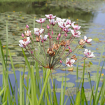 Flowering Rush