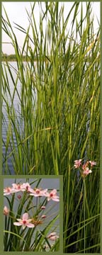 Flowering Rush