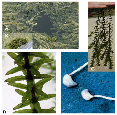 Hydrilla