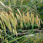 Japanese Brome