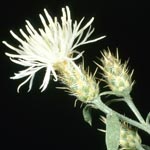 Diffuse Knapweed