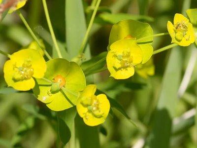 Leafy Spurge