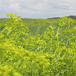 Leafy Spurge