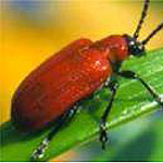 Lily Leaf Beetle