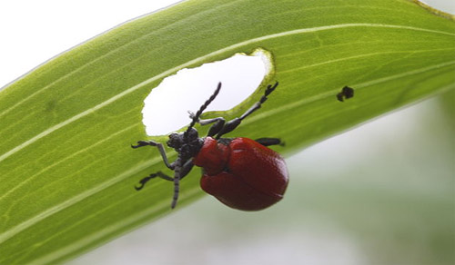 Lily Leaf Beetle