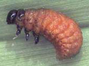 Lily Leaf Beetle Larvae