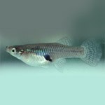 Mosquitofish