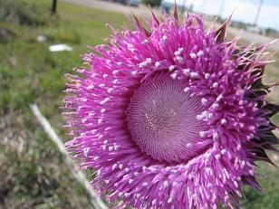 Nodding Thistle