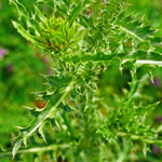 Nodding Thistle