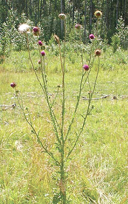 Nodding Thistle