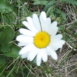 Oxeye Daisy