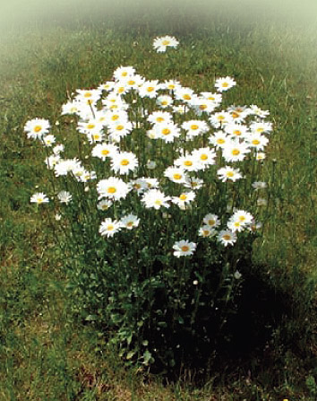 Oxeye Daisy