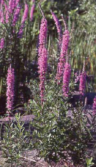Purple Loosestrife