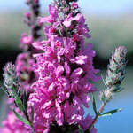 Purple Loosestrife