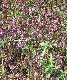 Red Bartsia