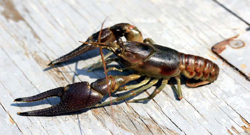 Rusty Crayfish