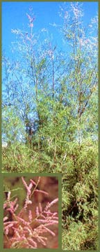 Saltcedar