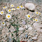 Scentless Chamomile