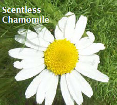 Scentless Chamomile