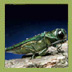 Emerald Ash Borer