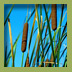 Narrow-leaved and Hybrid Cattail