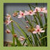 Flowering Rush