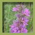 Purple Loosestrife