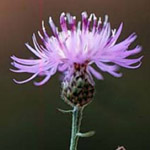 Spotted Knapweed