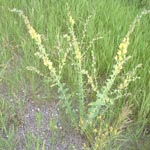 Dalmatian Toadflax