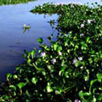 Water Hyacinth