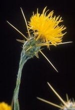 Yellow Starthistle