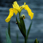 Yellow Flag Iris